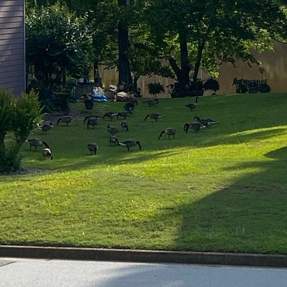 # 1-60 Unlisted Live
Pre-Loved💙 NWT 💙 NWOT 💙 - Picture 9 of 15